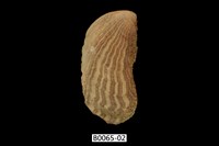 藏品(鳳凰蛤)的圖片